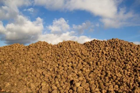 Heap of Sugar beet Stock Photos