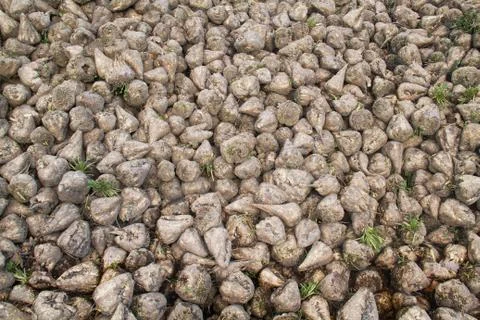 Heap of sugar beet Stock Photos