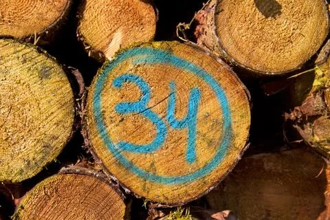 Heap of tree stems marked thirty-four Stock Photos