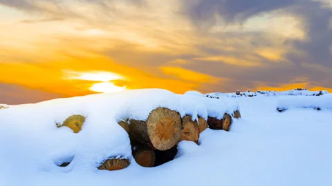 Heap of tree trunk covered by snow at the sunset time lapse scene Stock Footage 246005922