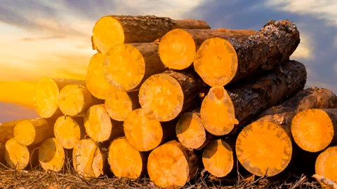 Heap of tree trunk on dramatic sunset background Stock Footage 299710870