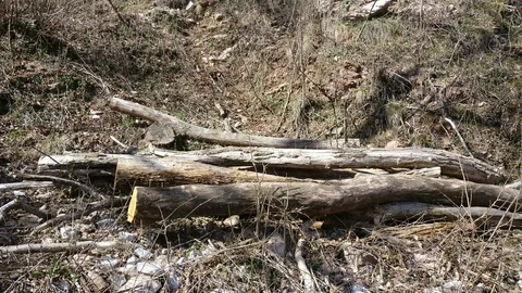 A heap of truncated sawn trees on the ground in the spring forest Stock Footage 91474478