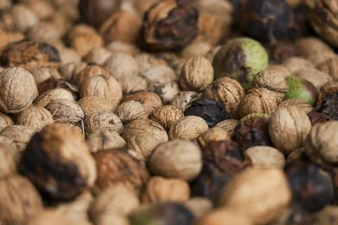 Heap of unprocessed wallnuts in shell from low angle. Foto stock