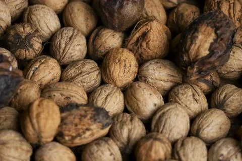 Heap of unprocessed wallnuts in shell from low angle. Stock Photos