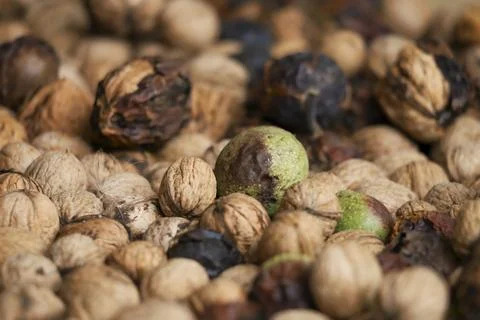Heap of unprocessed wallnuts in shell from low angle. Stock Photos
