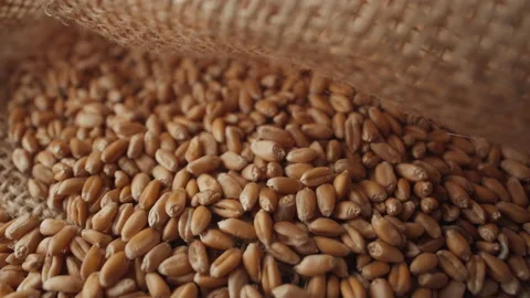 Heap of wheat grain macro shooting 動画素材 197638838