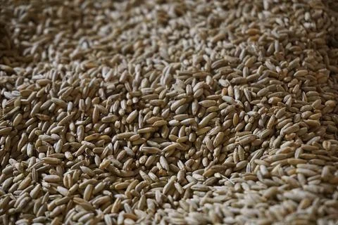 Heap of wheat grains - close-up Foto stock