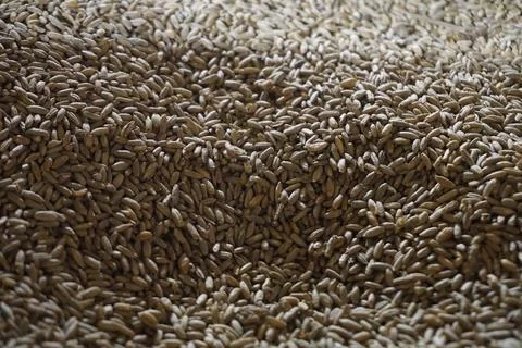 Heap of wheat grains - close-up Foto stock