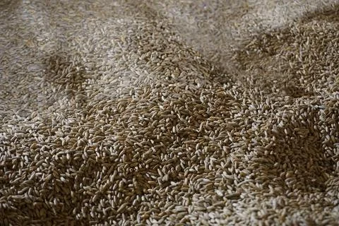 Heap of wheat grains Foto stock