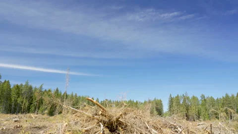 The heap of the withered logs and twigs from the trees Stock Footage 138564274