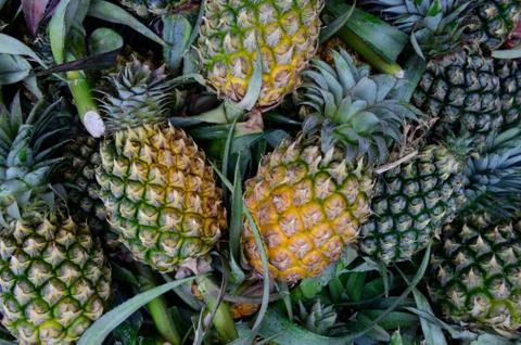 Heap of yellow pineapple at market Stock Photos