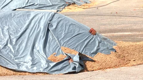 Heap of yellow wheat in storage. Video stock 290066098
