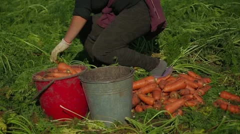 Heaping Carrots Stock-Footage 22304449