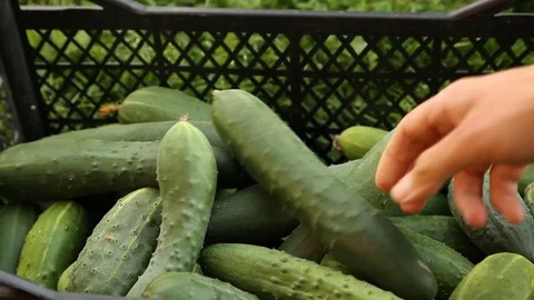 Heaping cucumbers into box Stock Footage 79960569
