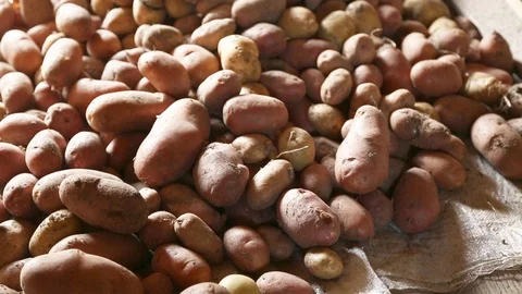 Heaping potatoes into pile Stock Footage 79960642