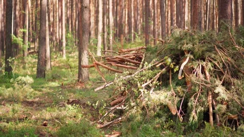 Heaps of cut branches in the forest. Deforestation, timber harvesting. Stock Footage 247132013