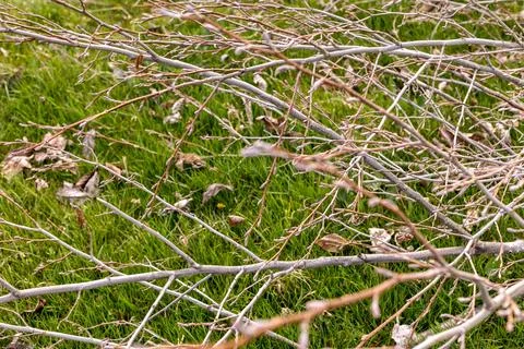 Heaps of cut tree branches, spring garden pruning Stock Photos