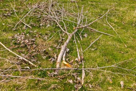Heaps of cut tree branches, spring garden pruning Stock Photos