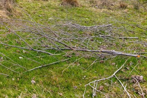 Heaps of cut tree branches, spring garden pruning Stock-Fotos