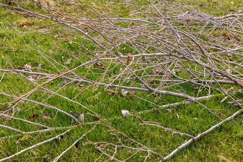 Heaps of cut tree branches, spring garden pruning Stock Photos
