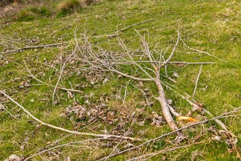 Heaps of cut tree branches, spring garden pruning Stock Photos