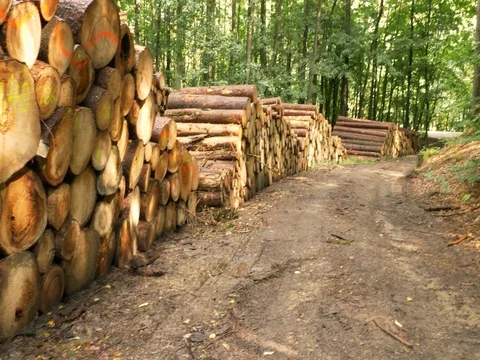 Heaps of cut wood in forest Stock Footage 80253094
