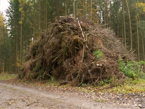 Heaps of cut wood in forest Video stock 81844044