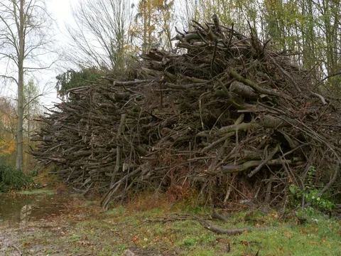 Heaps of cut wood in forest Stock Footage 81844070