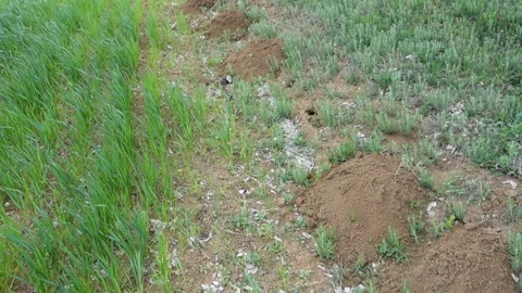 Heaps of earth piled up by the mole, mole nests and clumps of earth, respecti Stock Footage 191125558