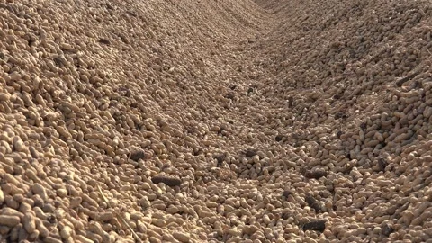Heaps of field collected peanuts drying under sunlight for post harvest - Dried Stock Footage 339373383