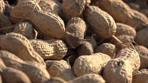 Heaps of field collected peanuts drying under sunlight for post - Field Produce Stock Footage 339373442