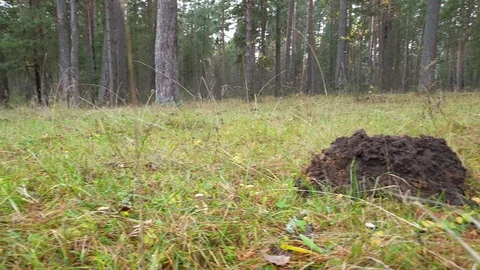 Heaps of land in the forest. Dig in the forest. Excavated earth. Stock Footage 118514173