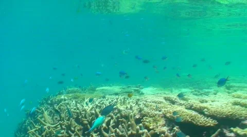 Heaps of reef fish Stock Footage