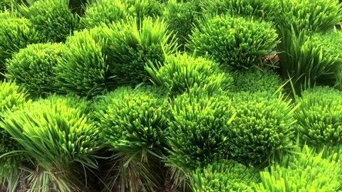 Heaps of rice seeds removed from the seedling Stock-Footage 221775544