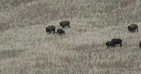 Heard of Bison in the fall Stock Footage 141264528