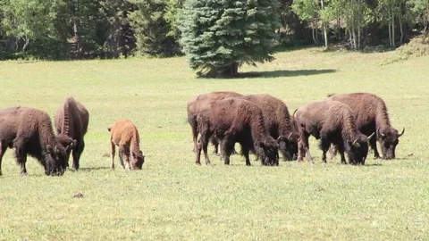 Heard of Bison Grazing 스톡 동영상 79519522