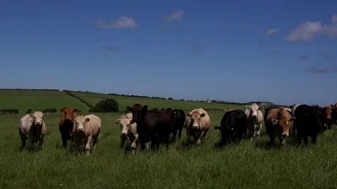 Heard of cattle walking up to camera in a field 4K Stock-Footage 77523856