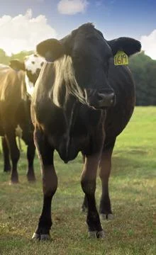 A Heard of Cows in a Field Stock Photos