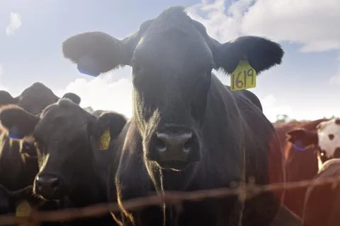 A Heard of Cows in a Field Stock Photos