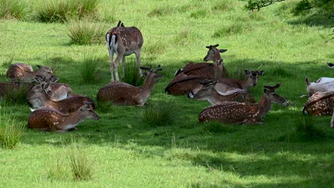 A heard of fallow deers resting in the shadows on a sunny summer day Stock Footage 131608160