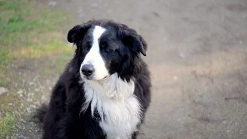 Heard That! Labernese Dog Reaction Stock Footage 303940865
