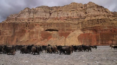 Heard of mountain goat passing through mountainous region Stock Footage 62923891