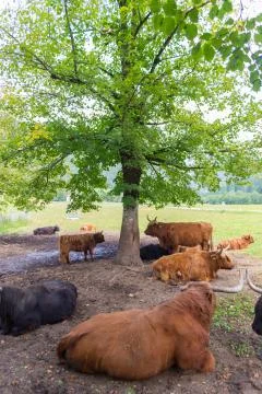 Heard of red haired Scottish highlander cows resting. Stock Photos