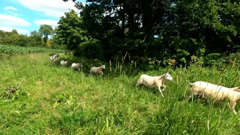 Heard of sheep on a drovers track Stock Footage 137451811