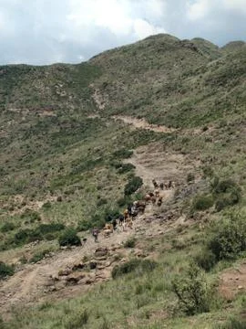 Hearding cattle in the Maloti mountains Stock Photos