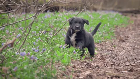 Hearing the command of the owner, the black puppy runs to him. Stock Footage 195124773