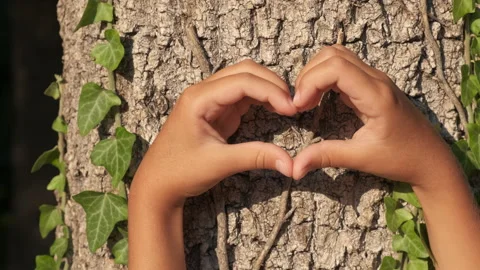 Heart against rough trunk. Stock Footage 231641109
