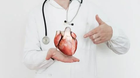 Heart anatomy, Cardiologist on blurred background, doctor holding anatomical  Stock Illustration