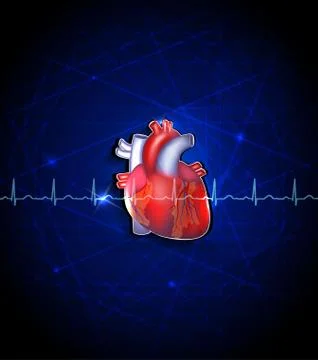 Heart anatomy on a deep blue background Stock Illustration