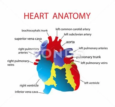 Heart Anatomy, Diagram Of Human Heart Anatomy ~ Clip Art #244506891